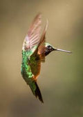 Somatic Shamanism & Energy Medicine Wheel - Hummingbird Medicine - Soul Light