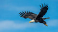Somatic Shamanism & Energy Medicine Wheel - Eagle & Condor Medicine - Union with Source, Within and Without