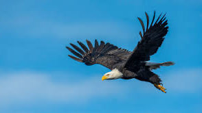 Somatic Shamanism & Energy Medicine Wheel - Eagle & Condor Medicine - Union with Source, Within and Without