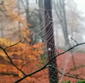 Breathe with the Seasons - SAMHAIN with Helen 10am - 12:30pm