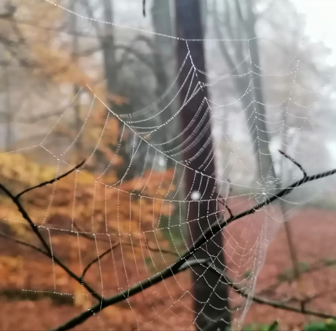 Breathe with the Seasons - SAMHAIN with Helen 10am - 12:30pm